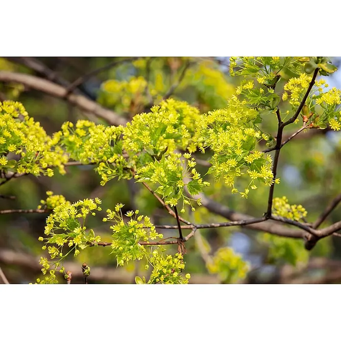 Pflanzen für dich Spitzahorn 60-100 cm - Acer campestre - Blühender Baumast mit leuchtend gelb-grünen Blüten und jungen Blättern.