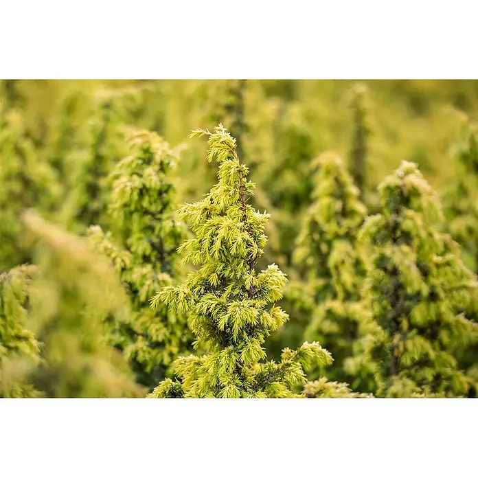 Pflanzen für dich Gemeiner Wacholder 40-60 cm - Juniperus communis 'Schneverdinger Gold Machangel', Aktuelle Wuchshöhe: 40 cm - 60 cm - Nahaufnahme einer leuchtend gelbgrünen Konifere, die hoch zwischen ähnlichen unscharfen Bäumen in natürlicher Umgebung steht.