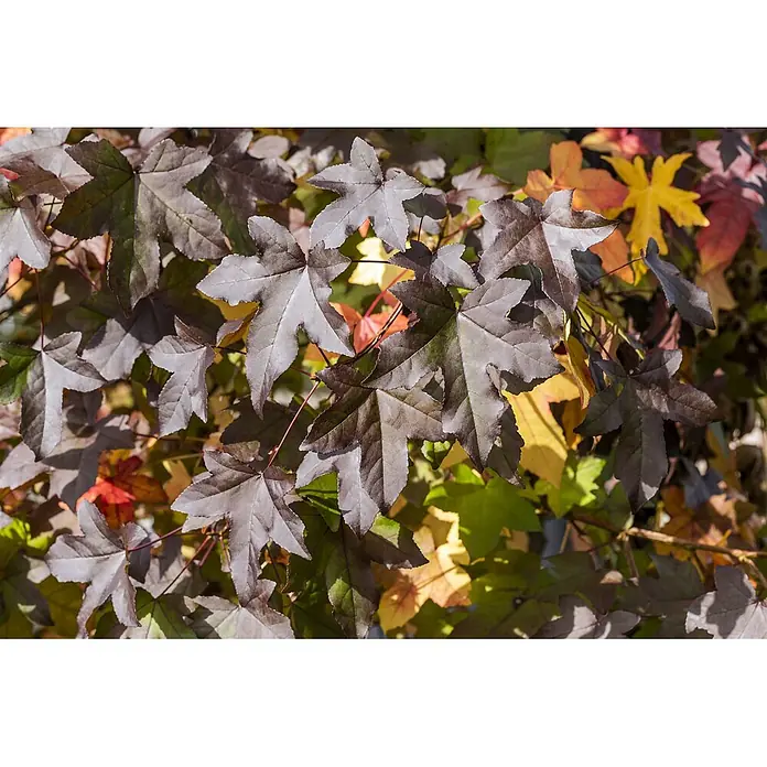 Pflanzen für dich Spitzahorn 60-100 cm - Acer campestre - Dunkle, sternförmige Blätter mit rotem und gelbem Herbstlaub im Hintergrund.