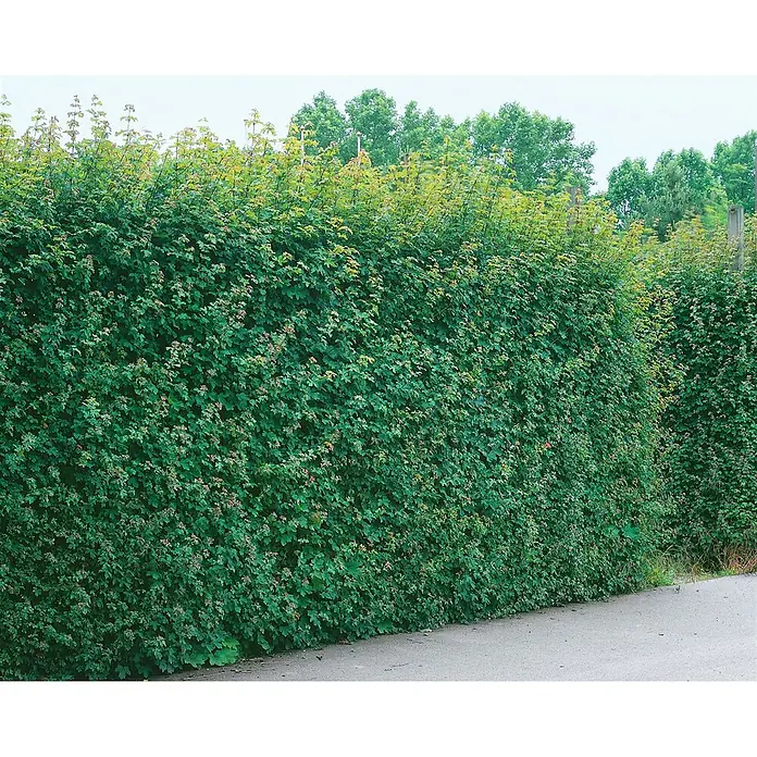 Pflanzen für dich Spitzahorn 60-100 cm - Acer campestre - Eine dichte grüne Hecke mit verschiedenen Blattfarben, die eine natürliche Barriere entlang einer Straße bildet.