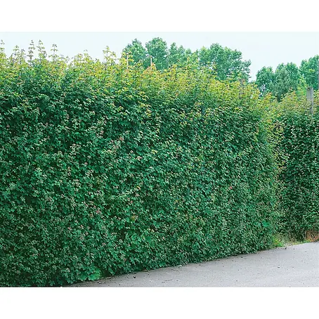 Pflanzen für dich  Spitzahorn 100-125 cm