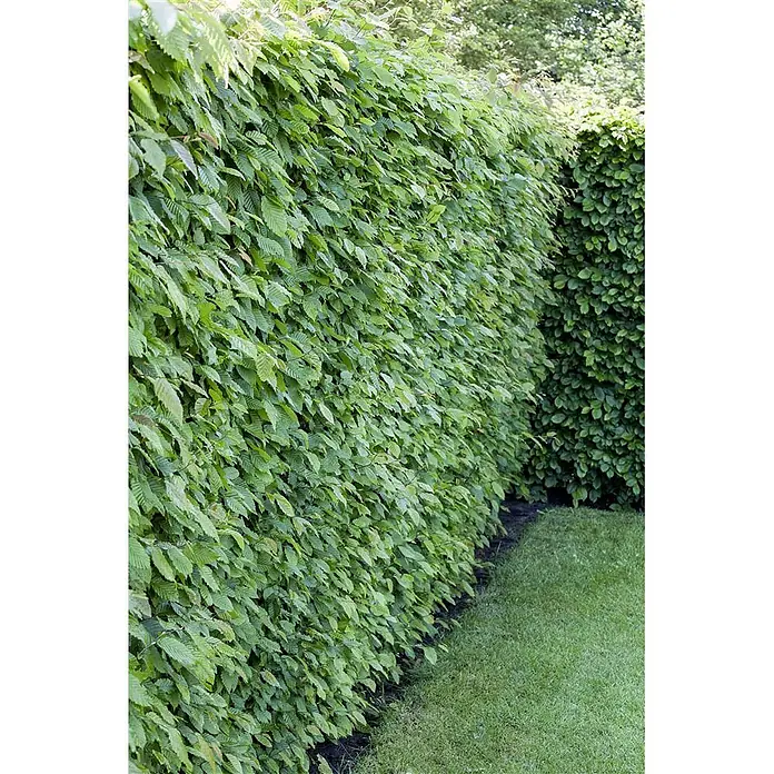 Pflanzen für dich Hainbuche 60-80 cm - Carpinus betulus, Aktuelle Wuchshöhe: 60 cm - 80 cm - Dichte grüne Hecke mit frischen, lebhaften Blättern, die eine Gartengrenze bildet.