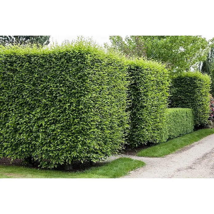 Pflanzen für dich Hainbuche 60-80 cm - Carpinus betulus, Aktuelle Wuchshöhe: 60 cm - 80 cm - Dichte, frischgrüne Hecke mit üppigem Laub, ideal für Gartengestaltung.
