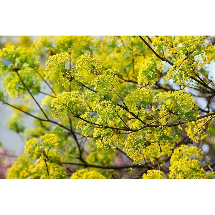 Pflanzen für dich Spitzahorn 60-100 cm - Acer campestre - Baumzweige blühen mit leuchtend gelb-grünen Blüten und frischen Blättern.