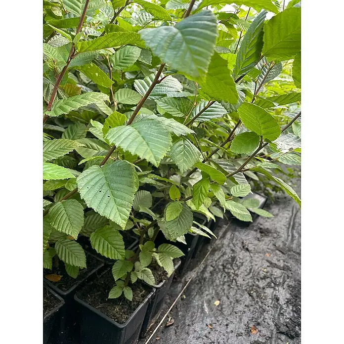 Pflanzen für dich Hainbuche 60-80 cm - Carpinus betulus, Aktuelle Wuchshöhe: 60 cm - 80 cm - Grünblättrige Pflanzen mit rötlichen Stängeln in schwarzen quadratischen Anzuchttöpfen.