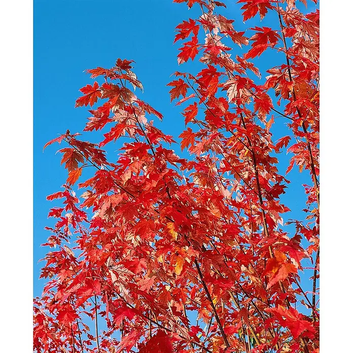 Pflanzen für dich Spitzahorn 125-150 cm - Acer × freemanii 'Autumn Blaze' - Leuchtend rote Herbstblätter an Ästen vor klarem blauem Himmel.