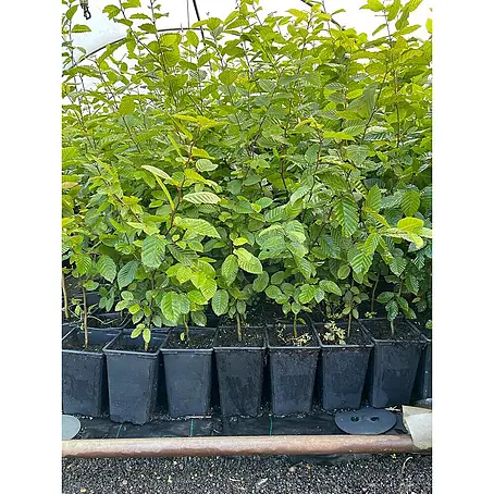 Pflanzen für dich  Hainbuche 60-80 cm