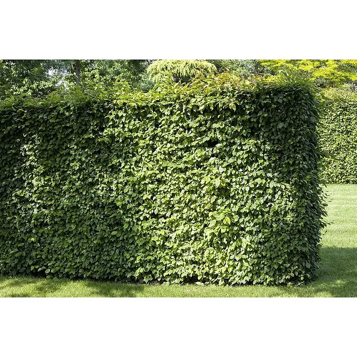 Pflanzen für dich Hainbuche 60-80 cm - Carpinus betulus, Aktuelle Wuchshöhe: 60 cm - 80 cm - Gut geschnittene, dichte grüne Hecke in einer Gartenumgebung.