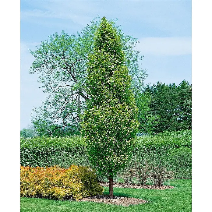 Pflanzen für dich Hainbuche 60-80 cm - Carpinus betulus 'Lucas', Aktuelle Wuchshöhe: 60 cm - 80 cm - Hoher, schlanker, grüner Säulenbaum in einer Gartenlandschaft mit anderen Pflanzen.