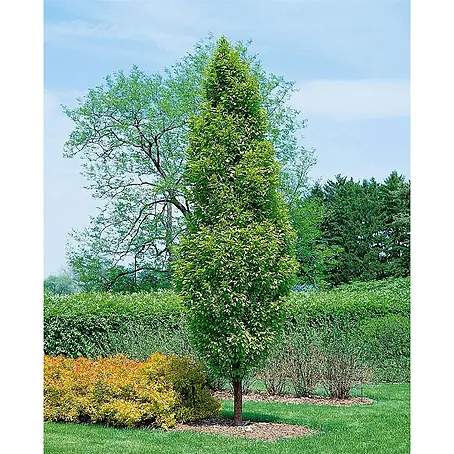 Pflanzen für dich  Hainbuche Hainbuche