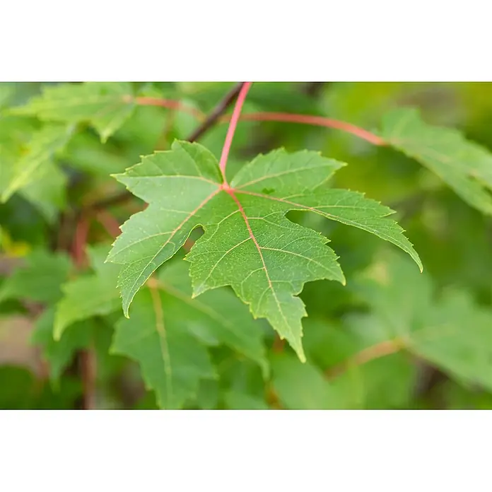 Pflanzen für dich Spitzahorn 125-150 cm - Acer × freemanii 'Autumn Blaze' - Nahaufnahme eines leuchtend grünen Blattes mit markanten roten Adern und gelappter Form, charakteristisch für einen Ahornbaum.