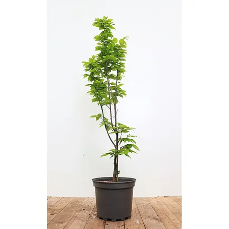 Pflanzen für dich  Hainbuche 60-80 cm