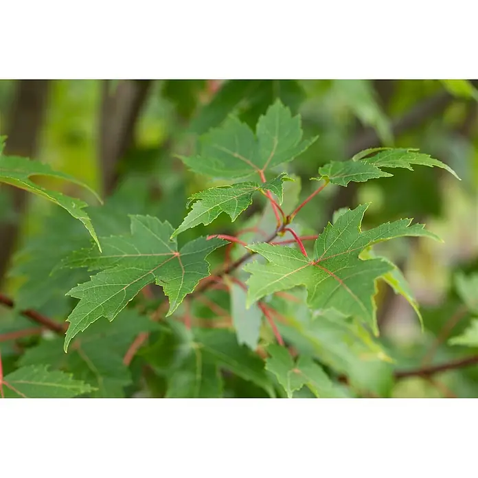 Pflanzen für dich Spitzahorn 125-150 cm - Acer × freemanii 'Autumn Blaze' - Nahaufnahme von leuchtend grünen Blättern mit markanten roten Stielen und Adern an einem Ast.
