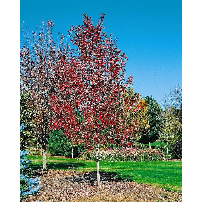 Pflanzen für dich Spitzahorn 125-150 cm - Acer × freemanii 'Autumn Blaze' - Leuchtend roter Ahornbaum im Herbstlaub, in einem Garten mit grünem Gras und anderen Bäumen.