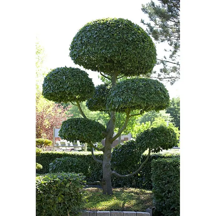 Pflanzen für dich Hainbuche 150-175 cm - Carpinus betulus, Aktuelle Wuchshöhe: 150 cm - 175 cm - Mehrstufiger Formschnittbaum mit grünem Laub in einem Landschaftsgarten.