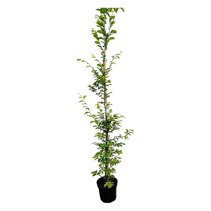 Pflanzen für dich Hainbuche 175-200 cm - Carpinus betulus, Aktuelle Wuchshöhe: 175 cm - 200 cm - Junger Baumsetzling mit grünen Blättern und braunem Stamm, mit Bambusstab im schwarzen Topf.