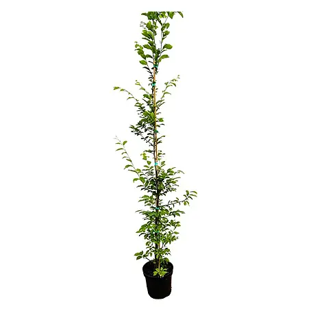 Pflanzen für dich  Hainbuche 175-200 cm