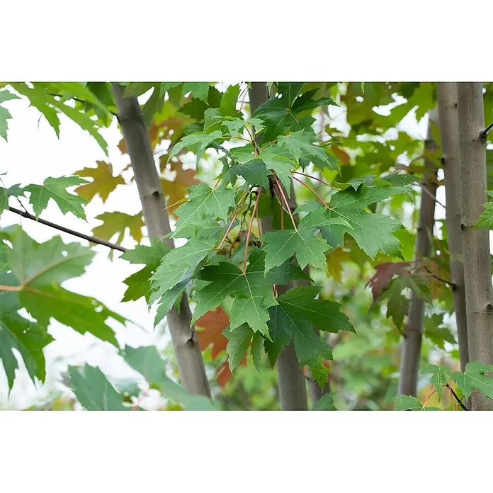 Pflanzen für dich Spitzahorn 125-150 cm - Acer × freemanii 'Autumn Blaze' - Üppige grüne Ahornblätter mit rötlichen Stielen an einem Baum, im verschwommenen Hintergrund Andeutungen von Herbstfarben.