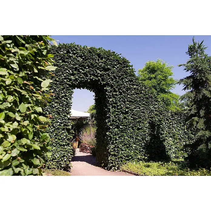Pflanzen für dich Hainbuche 150-175 cm - Carpinus betulus, Aktuelle Wuchshöhe: 150 cm - 175 cm - Grüner Laubengang über einem Kiesweg in einem Garten.