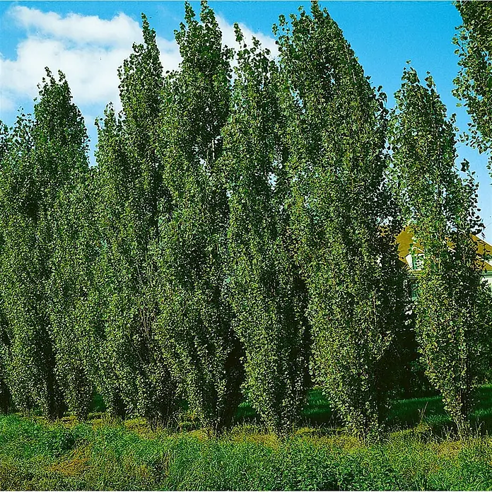 Pflanzen für dich Spitzahorn 150-200 cm - Populus nigra 'Italica' - Hohe, schlanke grüne Bäume (Pappeln) bilden einen natürlichen Sichtschutz, mit einem Haus im Hintergrund.