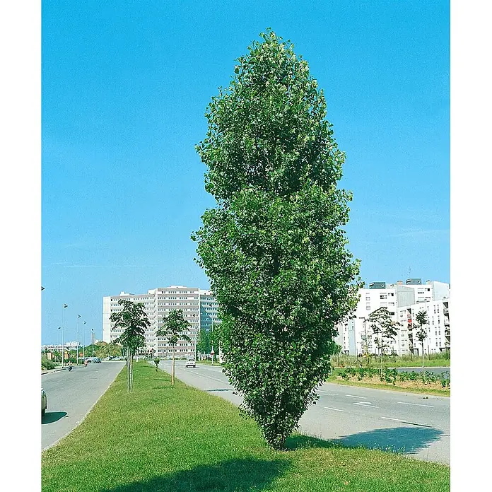 Pflanzen für dich Spitzahorn 150-200 cm - Populus nigra 'Italica' - Hoher, schlanker grüner Baum an einer Stadtstraße mit Gebäuden im Hintergrund.