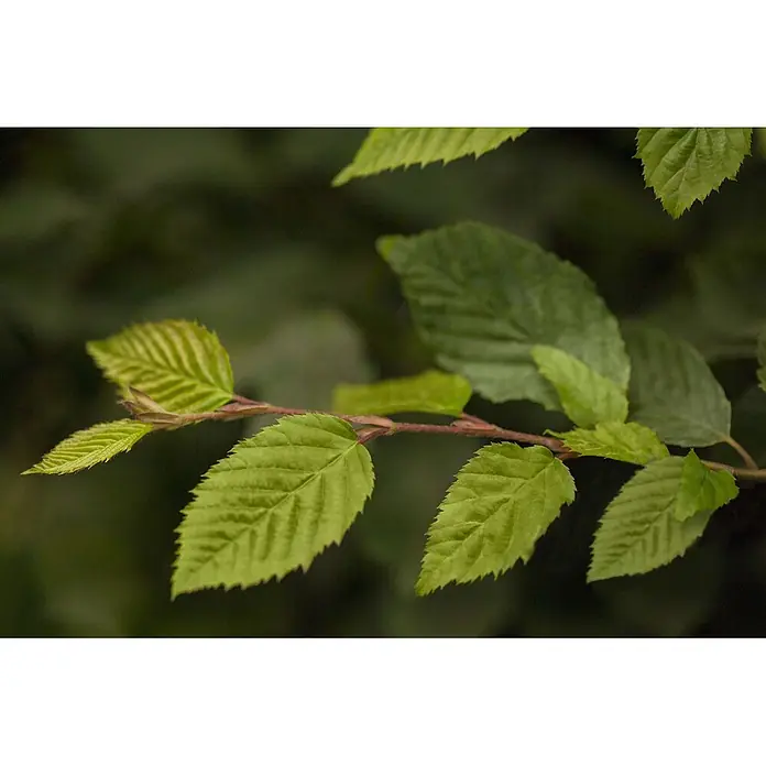 Pflanzen für dich Hainbuche 150-175 cm - Carpinus betulus, Aktuelle Wuchshöhe: 150 cm - 175 cm - Nahaufnahme leuchtend hellgrüner Blätter mit gezackten Rändern an einem rötlich-braunen Ast.
