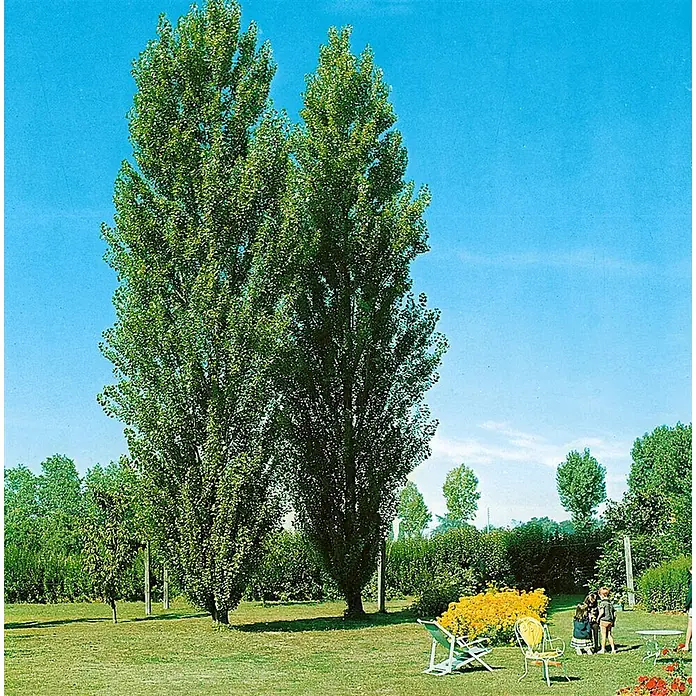 Pflanzen für dich Spitzahorn 150-200 cm - Populus nigra 'Italica' - Zwei hohe, schlanke Bäume prägen einen grünen Garten mit spielenden Kindern, Gartenmöbeln und gelben Blumen.