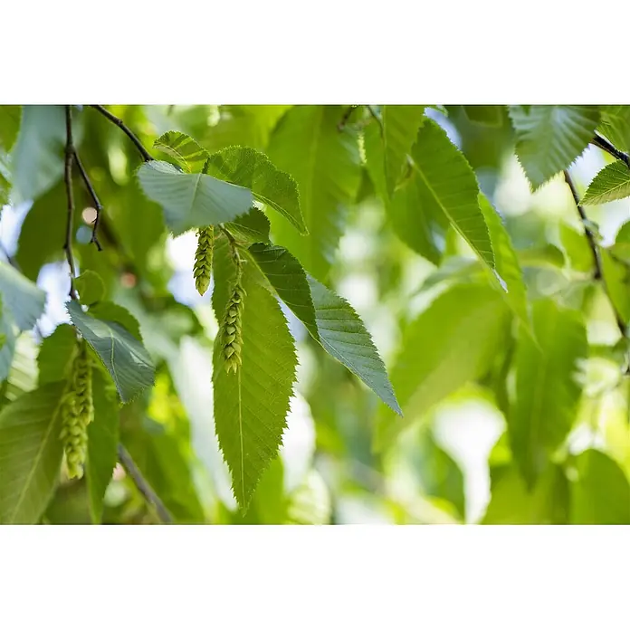 Pflanzen für dich Hainbuche 150-175 cm - Carpinus betulus, Aktuelle Wuchshöhe: 150 cm - 175 cm - Frische grüne Blätter und hängende hellgrüne Kätzchen an einem Ast.