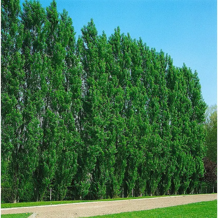 Pflanzen für dich Spitzahorn 150-200 cm - Populus nigra 'Italica' - Eine lange Reihe hoher, schlanker grüner Bäume säumt einen Schotterweg unter klarem Himmel.