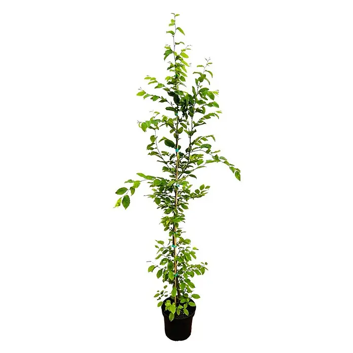 Pflanzen für dich Hainbuche 150-175 cm - Carpinus betulus, Aktuelle Wuchshöhe: 150 cm - 175 cm - Junger Baumsetzling mit grünen Blättern, von einem Holzpfahl gestützt, im schwarzen Topf.