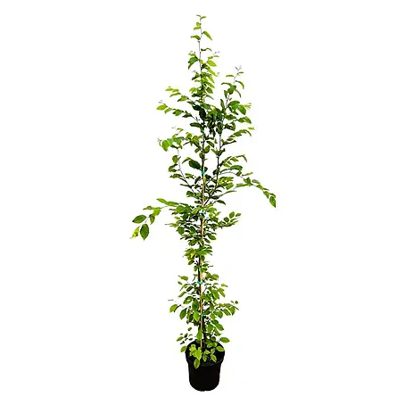Pflanzen für dich  Hainbuche 150-175 cm