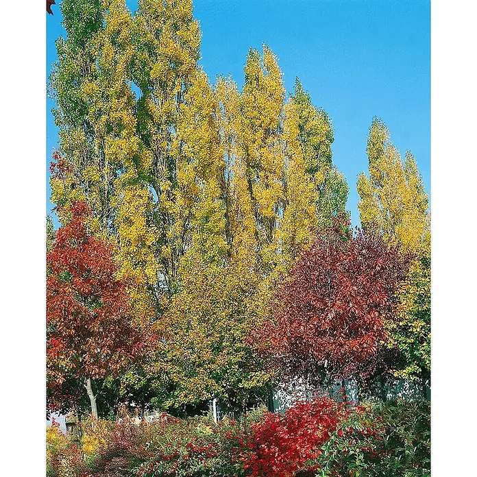 Pflanzen für dich Spitzahorn 150-200 cm - Populus nigra 'Italica' - Herbstbäume mit gelbem, orangefarbenem und rotem Laub vor klarem blauem Himmel.