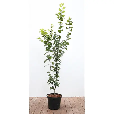 Pflanzen für dich  Hainbuche 100-125 cm