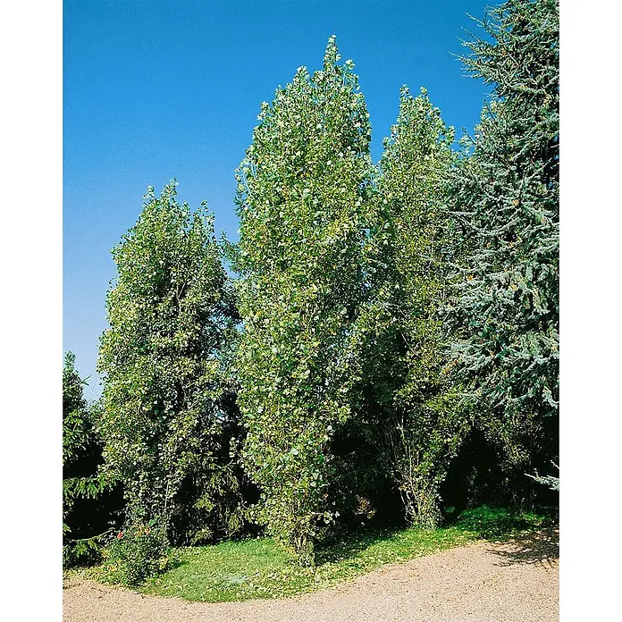 Pflanzen für dich Spitzahorn 150-200 cm - Populus nigra 'Italica' - Hohe, grüne Laubbäume und ein blaugrüner Nadelbaum bilden eine üppige Landschaft vor blauem Himmel und einem Kiesweg.