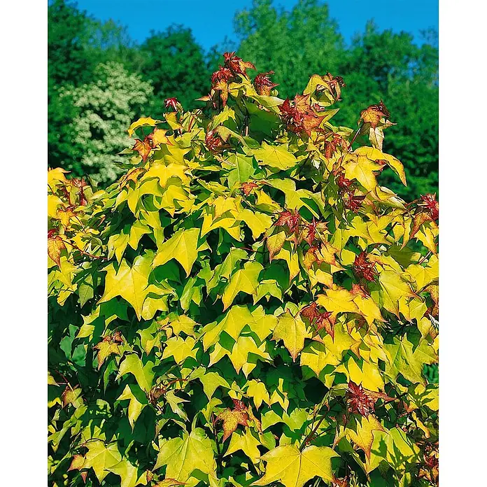 Pflanzen für dich Spitzahorn Ahorn - Acer orientalia - Dichter Busch mit hellgelbgrünen, gelappten Blättern, teils mit roten Spitzen, im Garten.