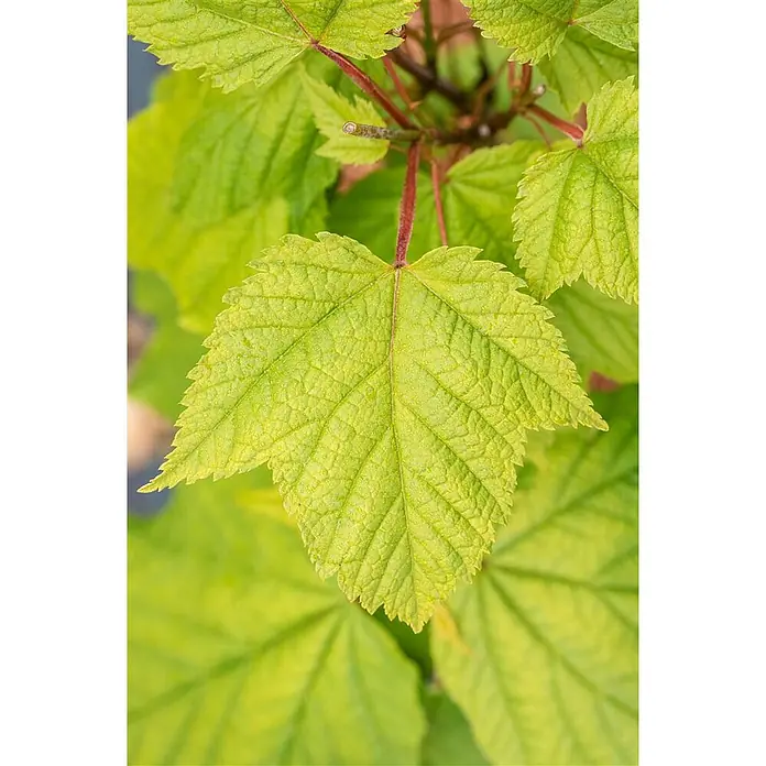 Pflanzen für dich Spitzahorn 50-60 cm - Acer pensylvanicum - Leuchtend hellgrüne Blätter mit feiner Textur und roten Stielen einer Pflanze.