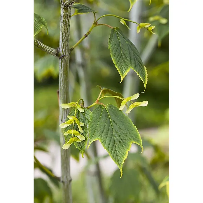 Pflanzen für dich Spitzahorn 50-60 cm - Acer pensylvanicum - Bunter Ahornzweig mit grünen Blättern, gelben Rändern und grünen Flügelfrüchten.