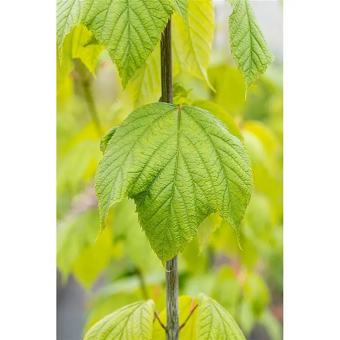 Pflanzen für dich Spitzahorn 50-60 cm - Acer pensylvanicum - Nahaufnahme von leuchtend grünen, strukturierten Blättern an einem schlanken Stiel, frisches Laub zeigend.