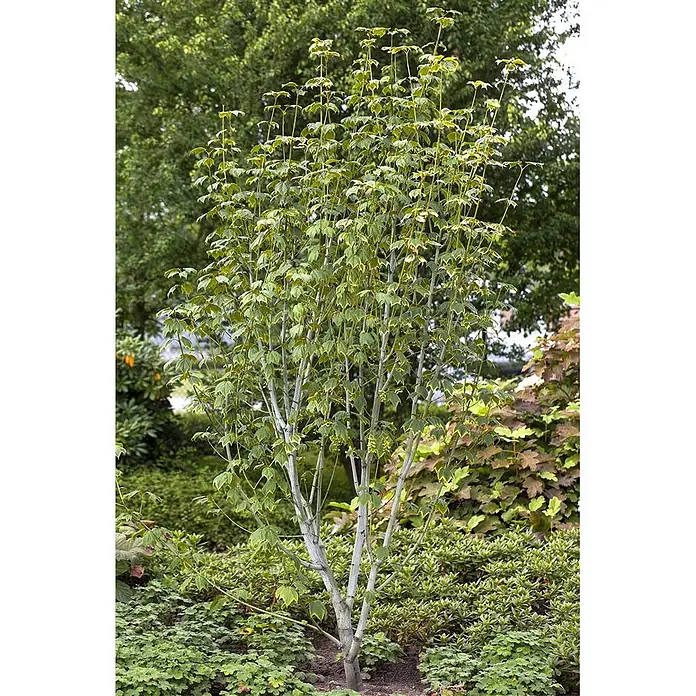 Pflanzen für dich Spitzahorn 50-60 cm - Acer pensylvanicum - Junger mehrstämmiger Baum mit hellgrünen Blättern und heller gestreifter Rinde, in einem Garten gepflanzt.