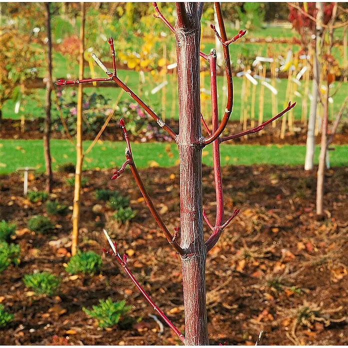 Pflanzen für dich Spitzahorn 50-60 cm - Acer pensylvanicum - Junger Baum mit markanten roten Ästen und Stamm, zeigt neue Knospen, gepflanzt in einem gemulchten Beet.