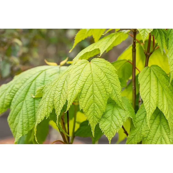 Pflanzen für dich Spitzahorn 50-60 cm - Acer pensylvanicum - Leuchtend grüne Blätter mit ausgeprägten Adern und texturierter Oberfläche.
