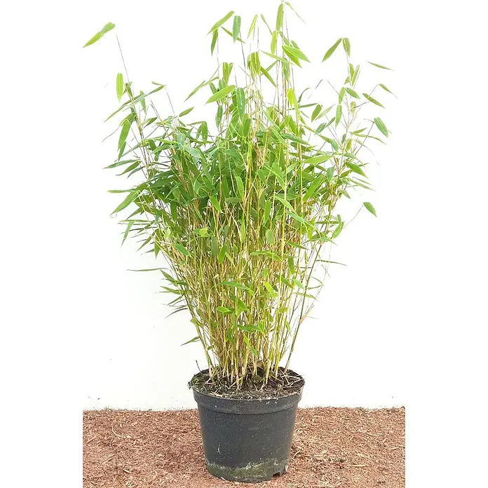 Pflanzen für dich Muriel-Bambus 40-60 cm - Fargesia murieliae 'Jumbo', Aktuelle Wuchshöhe: 40 cm - 60 cm - Lebhafte Topf-Bambuspflanze mit grünen Blättern und schlanken gelb-braunen Stängeln in einem schwarzen Topf.