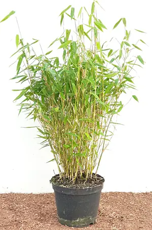 Pflanzen fr dich Muriel-Bambus 40-60 cm online kaufen bei BAUHAUS