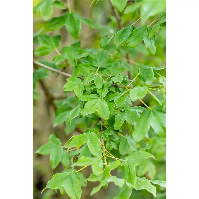 Pflanzen für dich Spitzahorn Montpellier-Ahorn - Acer monspessulanum - Frische, lebhaft grüne, gelappte Blätter an braunen Ästen.
