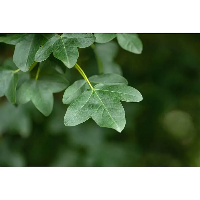 Pflanzen für dich Spitzahorn Montpellier-Ahorn - Acer monspessulanum - Leuchtend grüne, gelappte Blätter mit sichtbaren Adern.