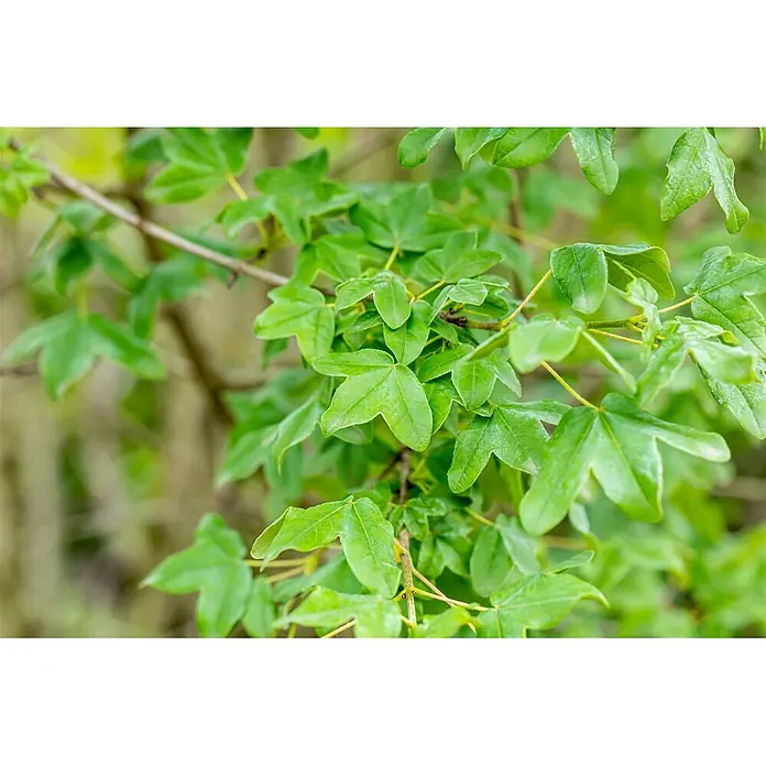 Pflanzen für dich Spitzahorn Montpellier-Ahorn - Acer monspessulanum - Hellgrüne, gelappte Blätter an schlanken Ästen, die lebhaftes neues Wachstum zeigen.