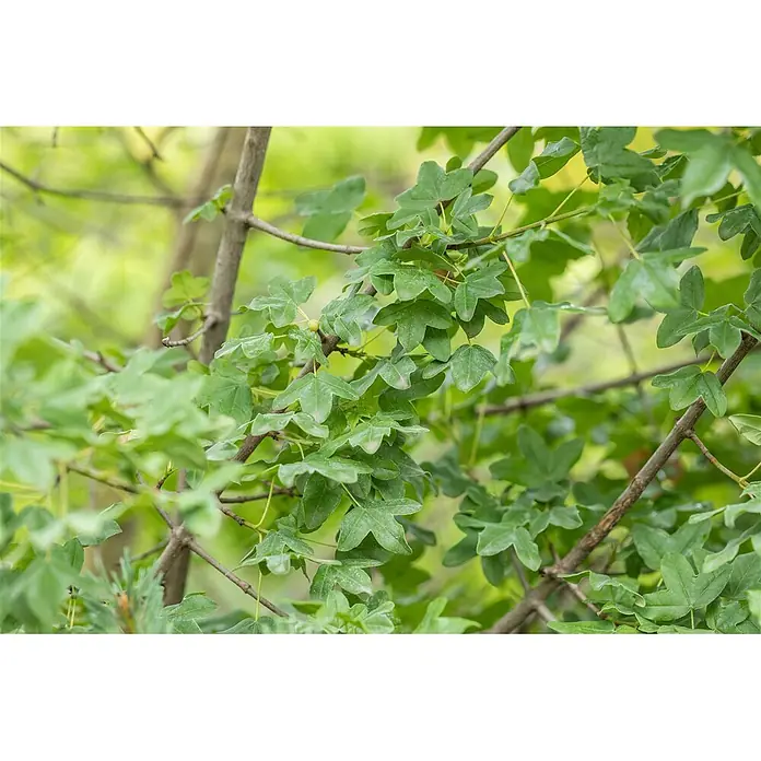 Pflanzen für dich Spitzahorn Montpellier-Ahorn - Acer monspessulanum - Satte, grüne, gelappte Blätter an dünnen Ästen, mit kleinen hellgrünen Beeren.