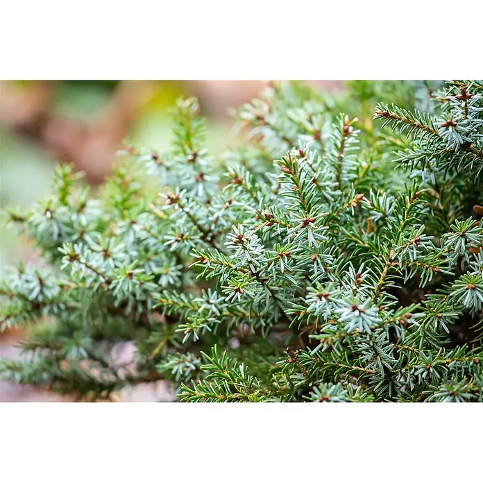 Pflanzen für dich Serbische Kugelfichte 70-80 cm - Picea omorika 'Nana', Aktuelle Wuchshöhe: 70 cm - 80 cm - Nahaufnahme einer immergrünen Konifere mit grünen und silbrig-grünen Nadeln und kleinen braunen Knospen.