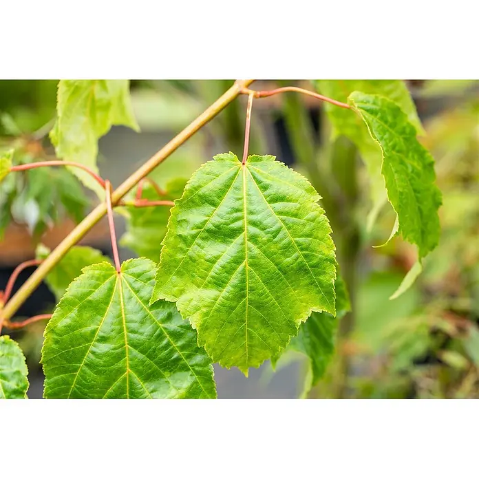 Pflanzen für dich Spitzahorn 60-100 cm - Acer capillipes - Leuchtend grüne Blätter mit ausgeprägten Adern und gezackten Rändern an einem rotbraunen Stiel.