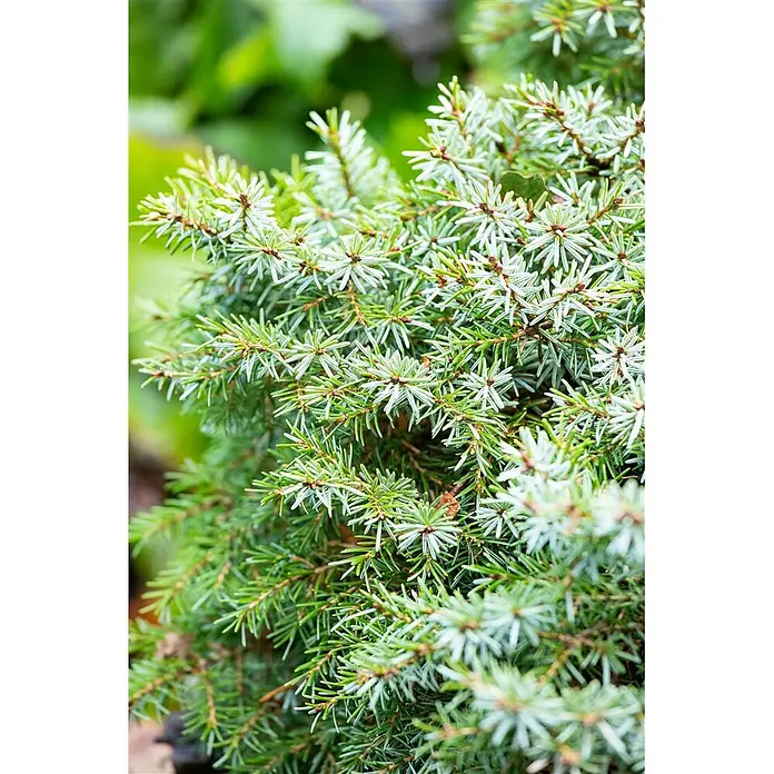 Pflanzen für dich Serbische Kugelfichte 70-80 cm - Picea omorika 'Nana', Aktuelle Wuchshöhe: 70 cm - 80 cm - Nahaufnahme einer Nadelpflanze mit grünen und silbrig-blauen Nadeln, die sich um ihre Zweige gruppieren.